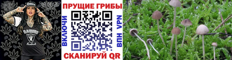 Галлюциногенные грибы Psilocybe  что такое наркотик  Новохопёрск 